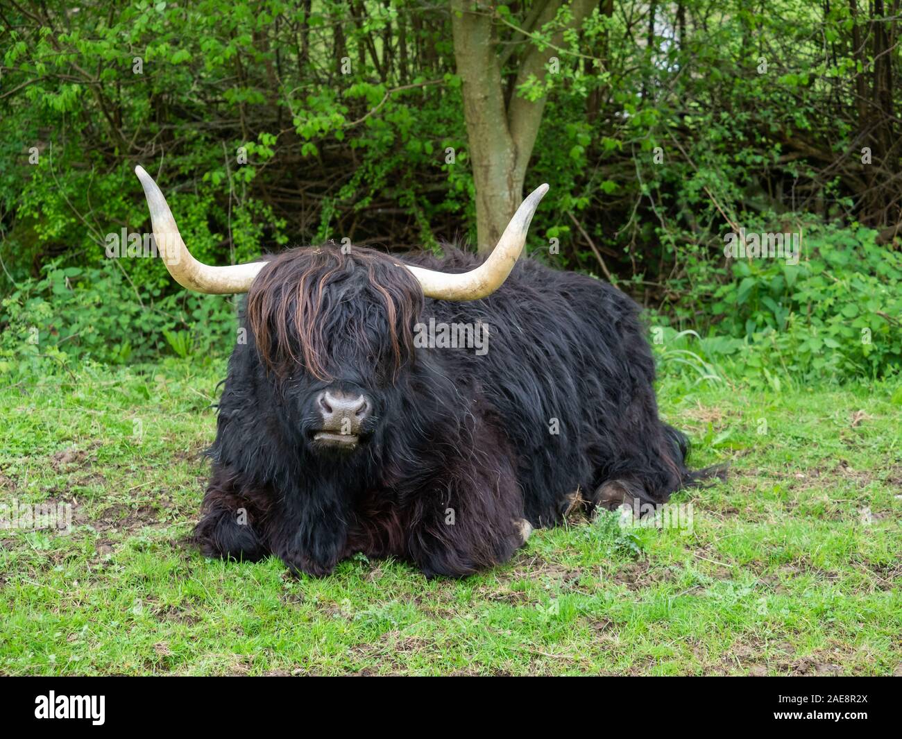 Black highland cow long hair hi-res stock photography and images - Alamy