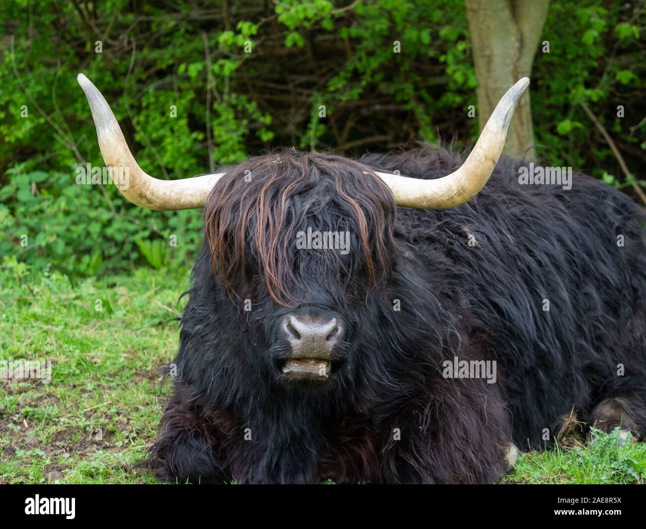 Cow Laying Down High Resolution Stock Photography and Images - Alamy