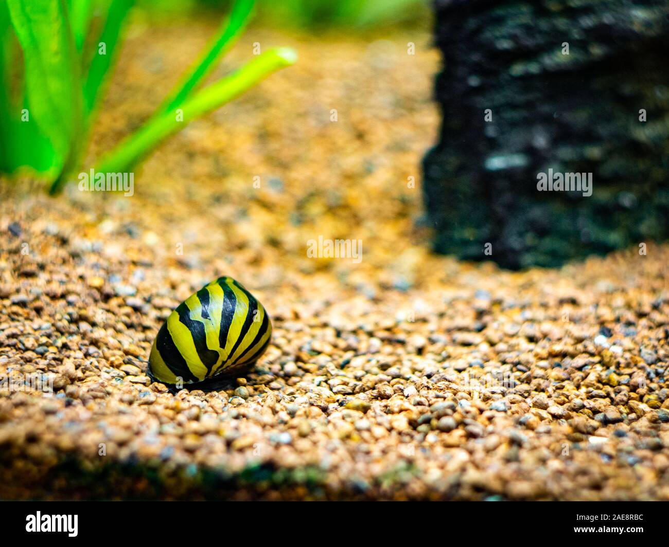 spotted nerite snail (Neritina natalensis) eating on a rock in a fish tank Stock Photo