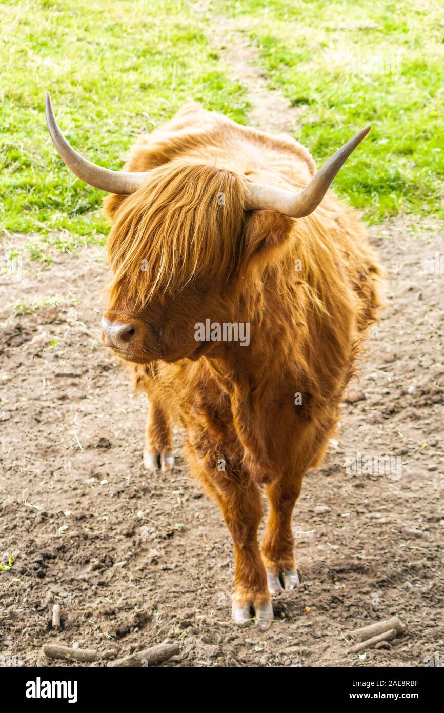 a highland cow in Pollok country Park, Glasgow Stock Photo