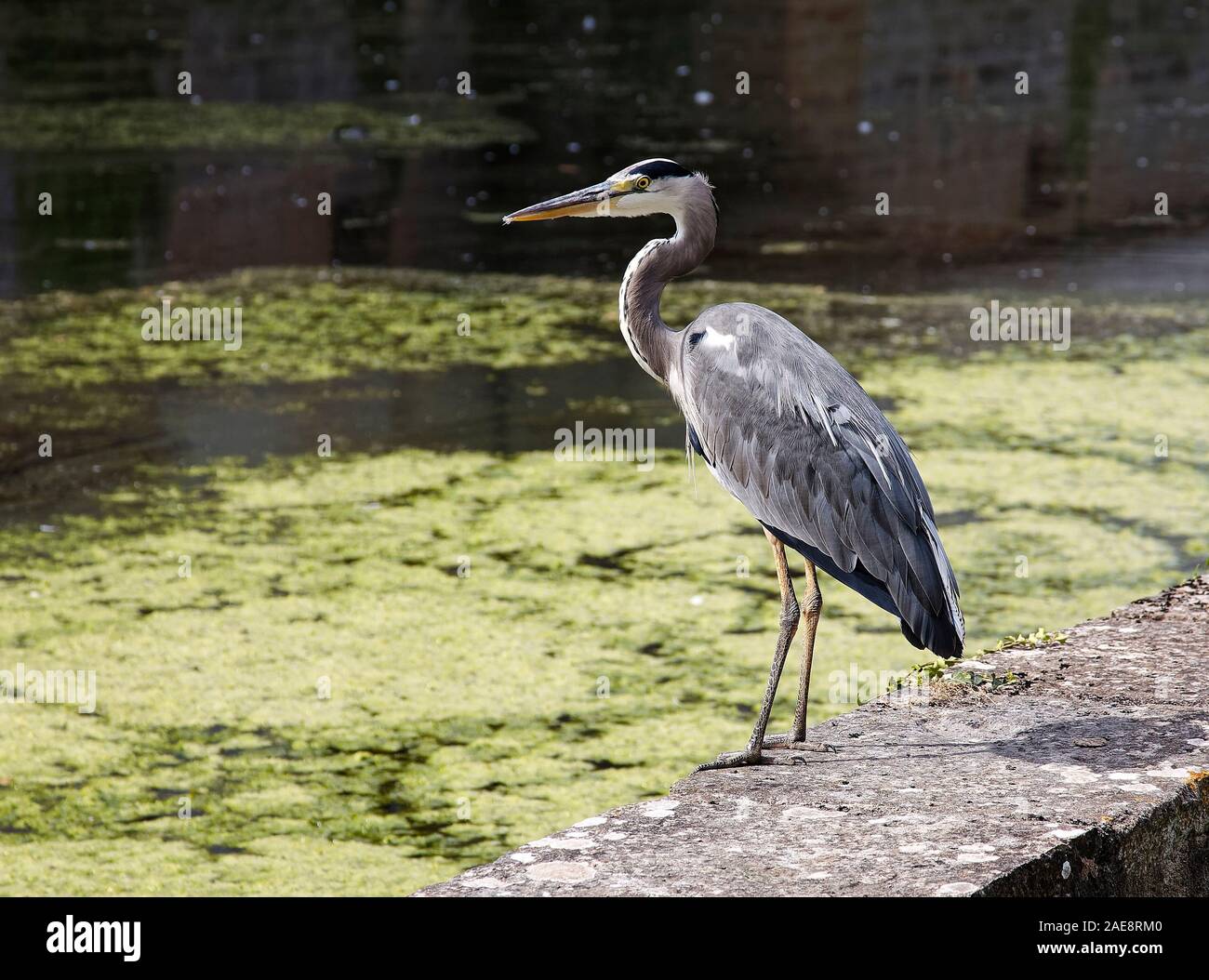 Great Blue heron, Ardea herodias, looking over water, large bird, wildlife, animal, Chateau Courmatin; 17th century castle; Burgundy; Taize; France, h Stock Photo