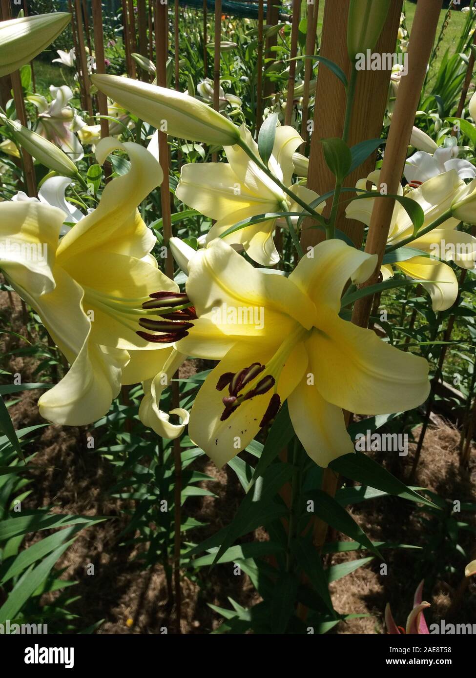 Lilium Conca d'or Stock Photo