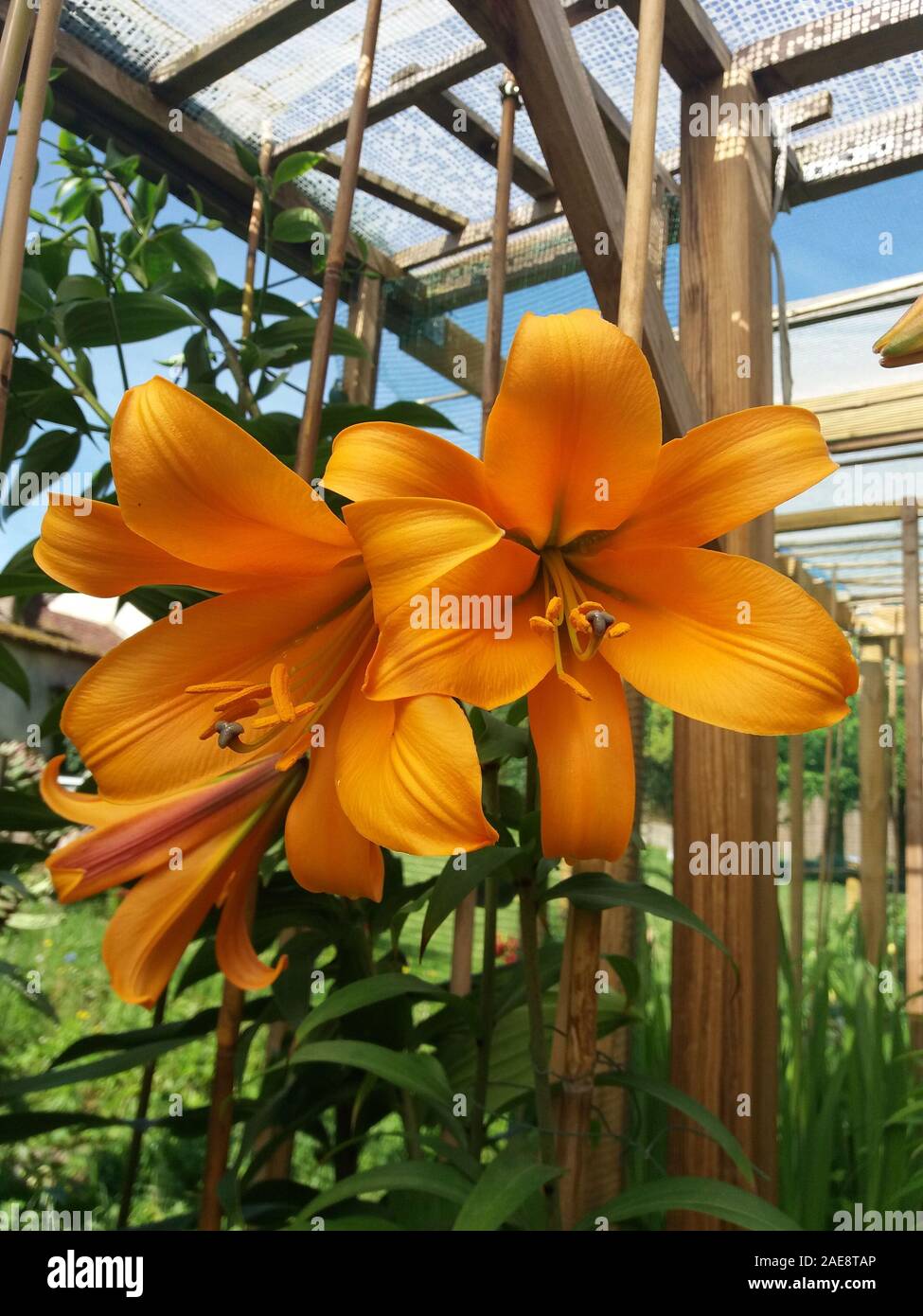 Lilium African Queen Stock Photo - Alamy