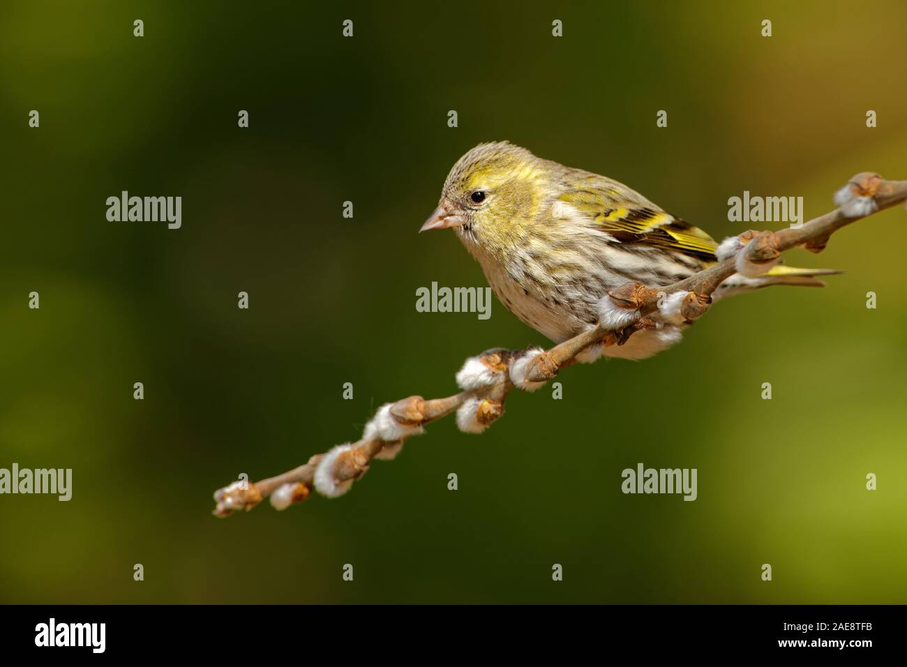 Eurasian Siskin - Spinus spinus sitting - male on the branch,  small passerine bird in the finch family Fringillidae. It is also called the European s Stock Photo
