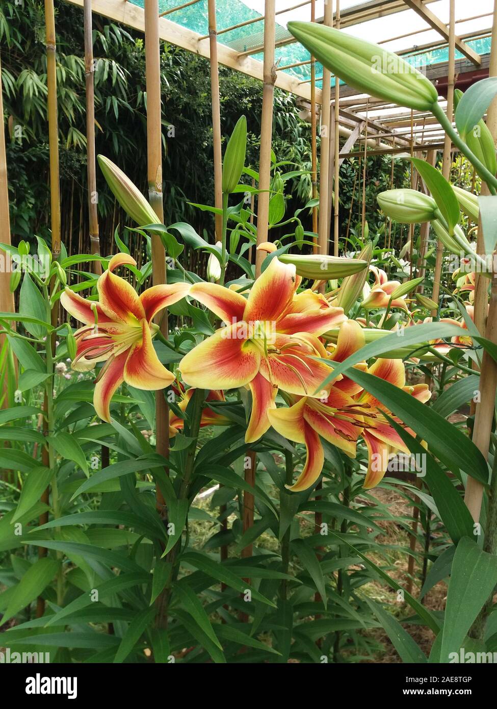 Lilium hybride hi-res stock photography and images - Alamy