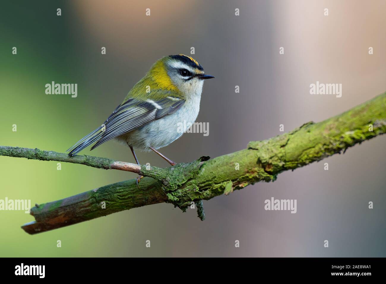 Firecrest - Regulus ignicapilla with the yellow crest singing in the dark forest, small european bird in the forest habitat. Stock Photo