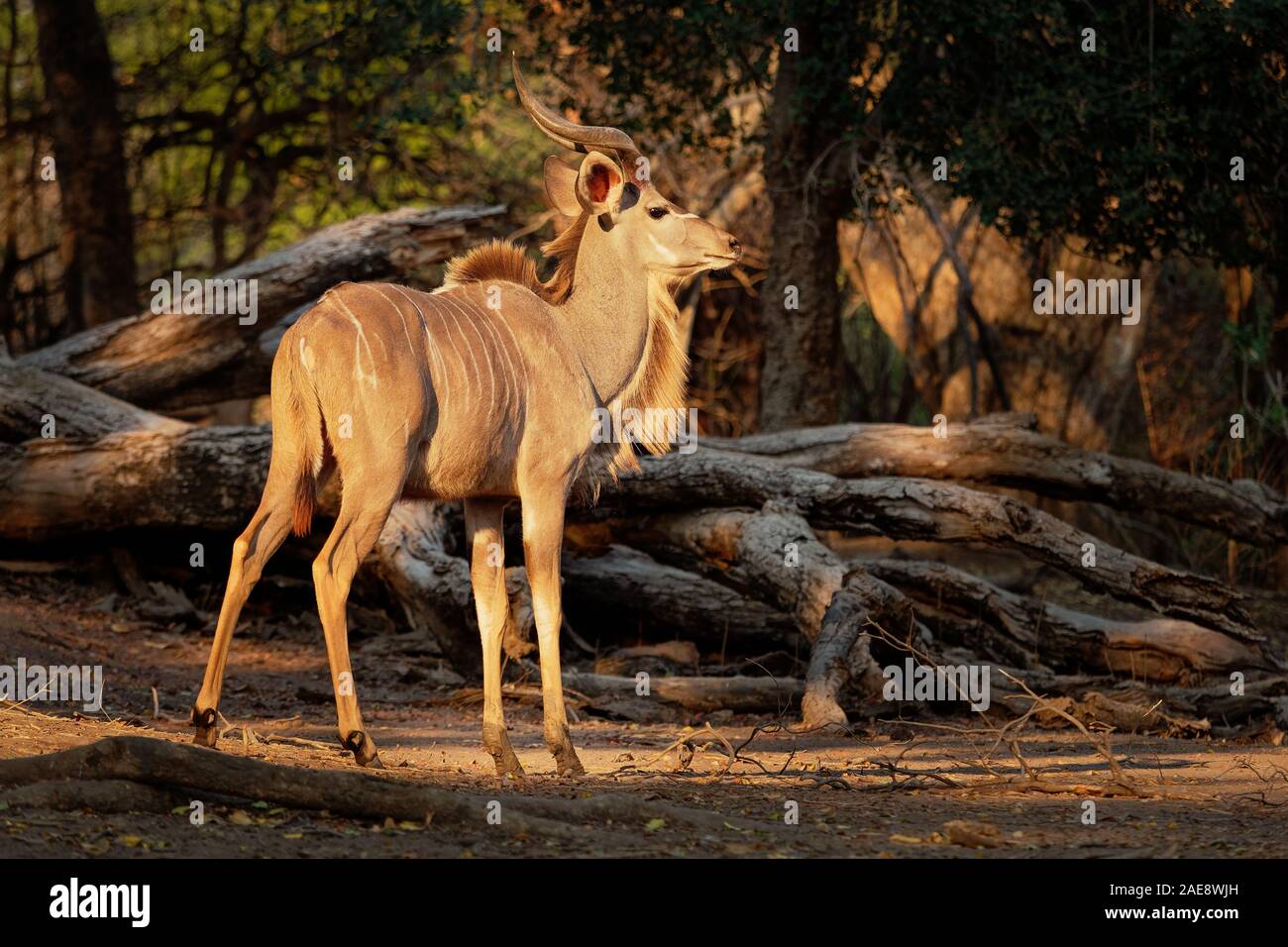 Greater Kudu - Tragelaphus strepsiceros woodland antelope found throughout eastern and southern Africa. Stock Photo