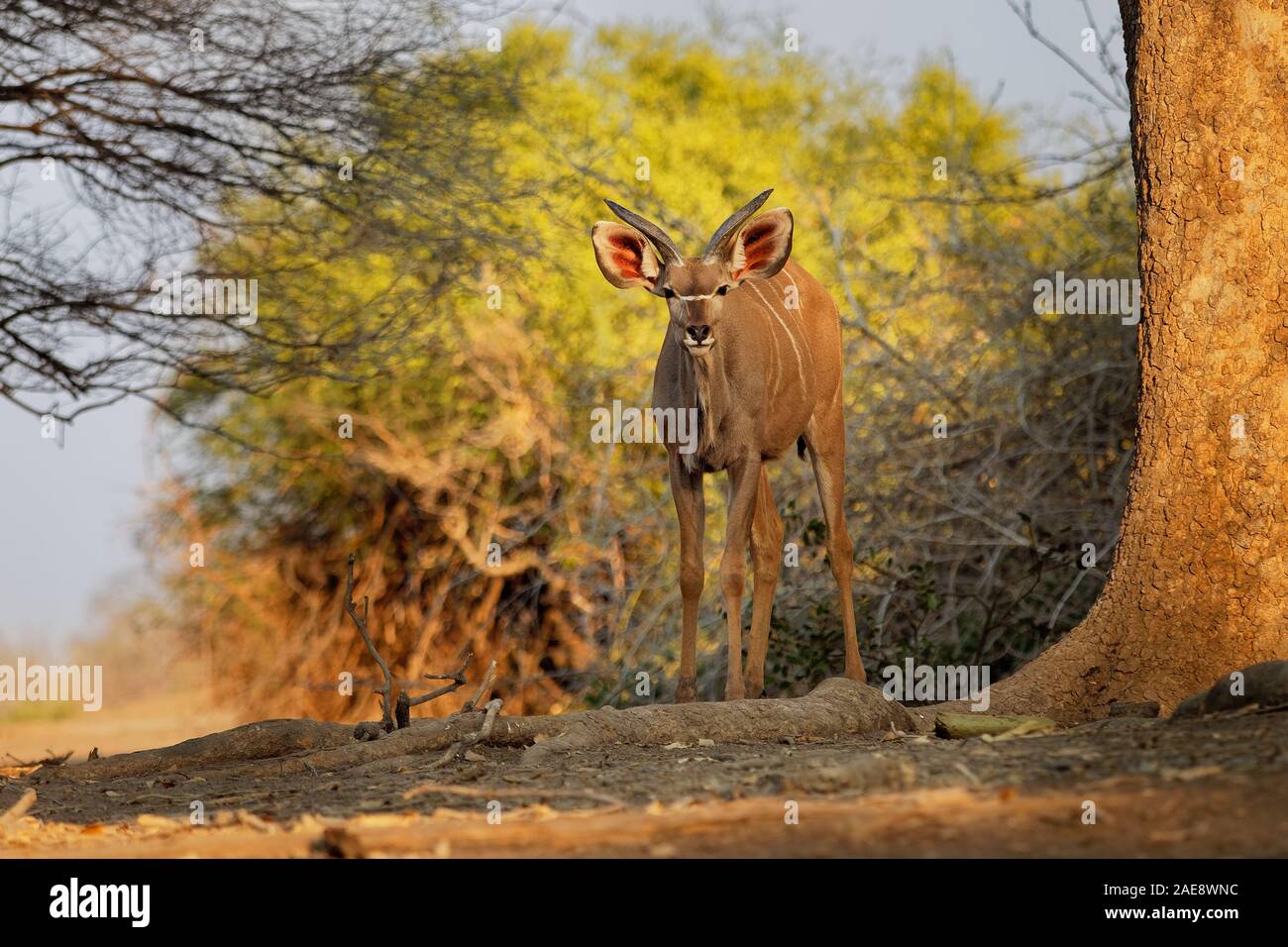 Greater Kudu - Tragelaphus strepsiceros woodland antelope found throughout eastern and southern Africa. Stock Photo