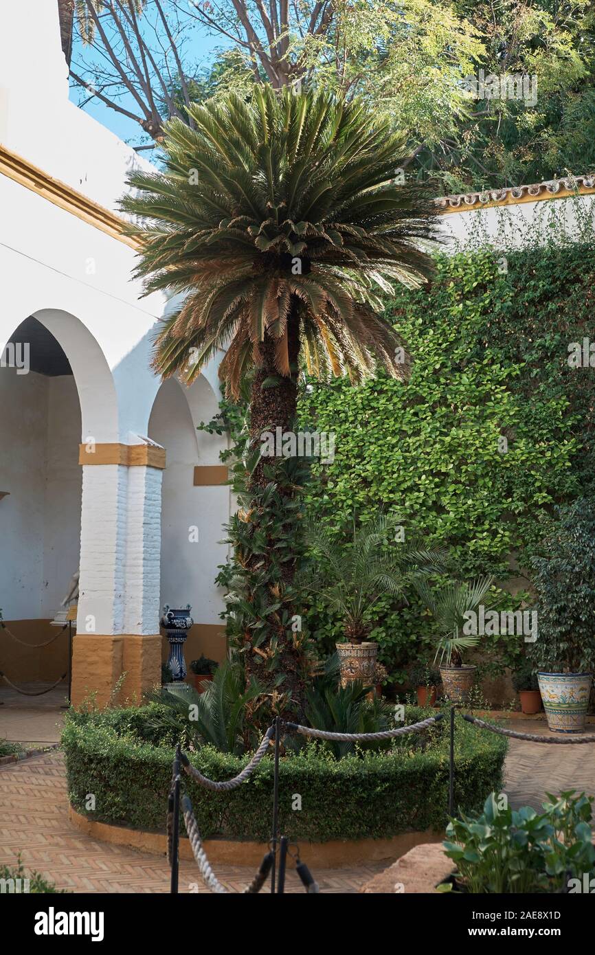 Cycas Revoluta at Palacio de Las Dueñas, Seville, Andalusia, Spain. Stock Photo