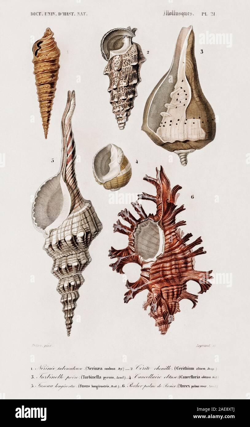 vintage natural history illustration Stock Photo