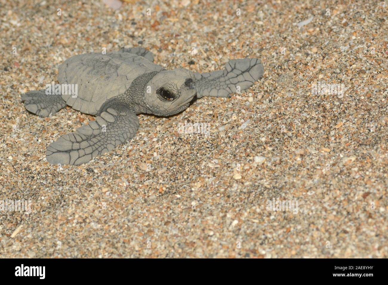 Green sea turtle, Chelonia mydas. Hatchling turtles struggle to reach the relative safety of the ocean,  Bali, Indonesia. Stock Photo
