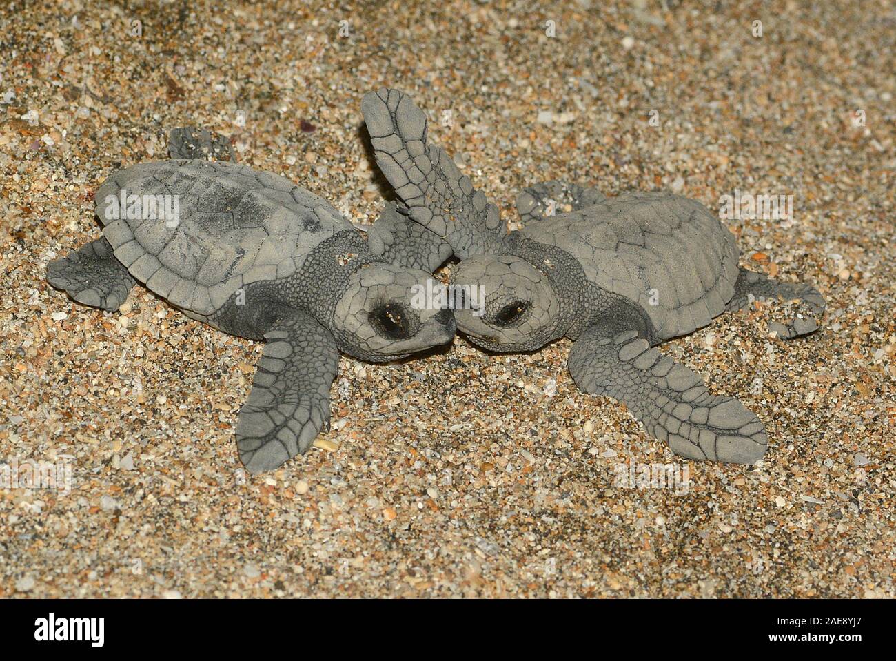 Green sea turtle, Chelonia mydas. Hatchling turtles struggle to reach the relative safety of the ocean,  Bali, Indonesia. Stock Photo