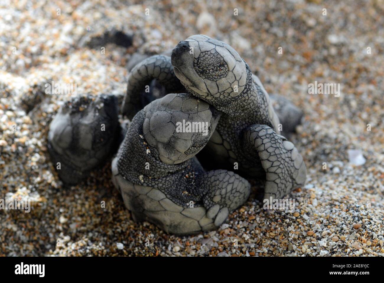 Green sea turtle, Chelonia mydas. Hatchling turtles struggle to reach the surface of the sand,  Bali, Indonesia. Stock Photo