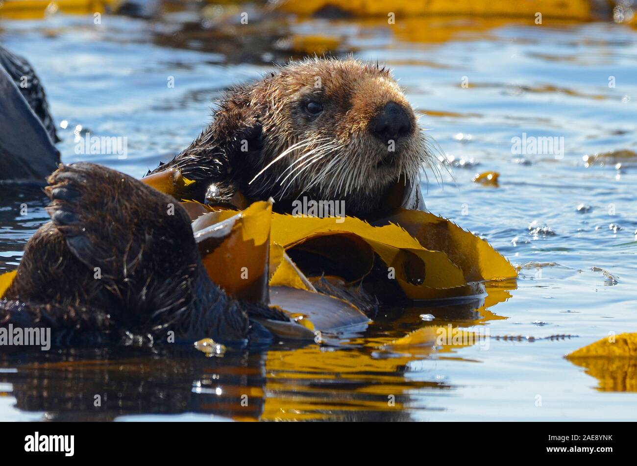 California sea otter, Enhydra lutris, Morro Bay, California. Sea otters wrap themselves in kelp to avoid drifting from their companions. This allows t Stock Photo