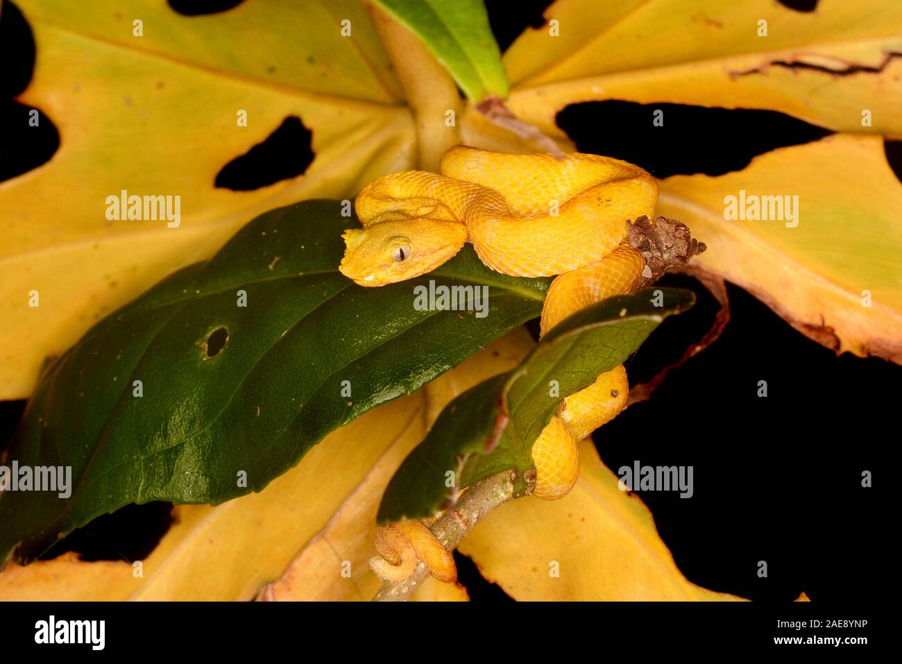 Eyelash viper, Bothriechis schlegelii, Cahuita National Park, Costa Rica. The eyelash viper is a venomous pit viper found throughout many parts of Cen Stock Photo