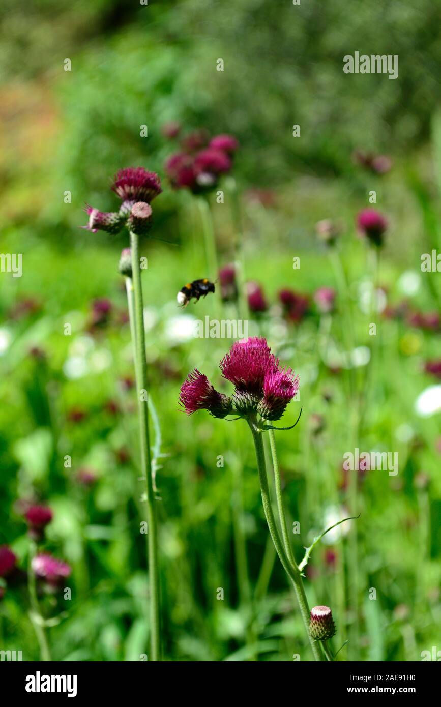 Cirsium rivulare atropurpureum,Brook thistle,ornamental thistle,deep crimson,flower,flowers,flowering, purple,perennial,perennials,long lived,RM Flora Stock Photo