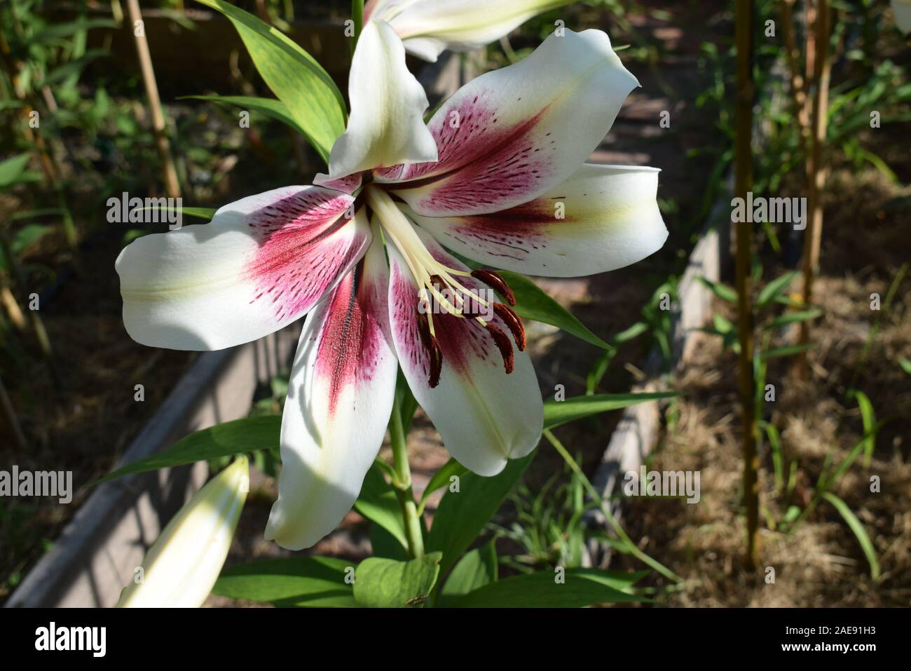 Lilium Lavon (Zeba Stock Photo - Alamy