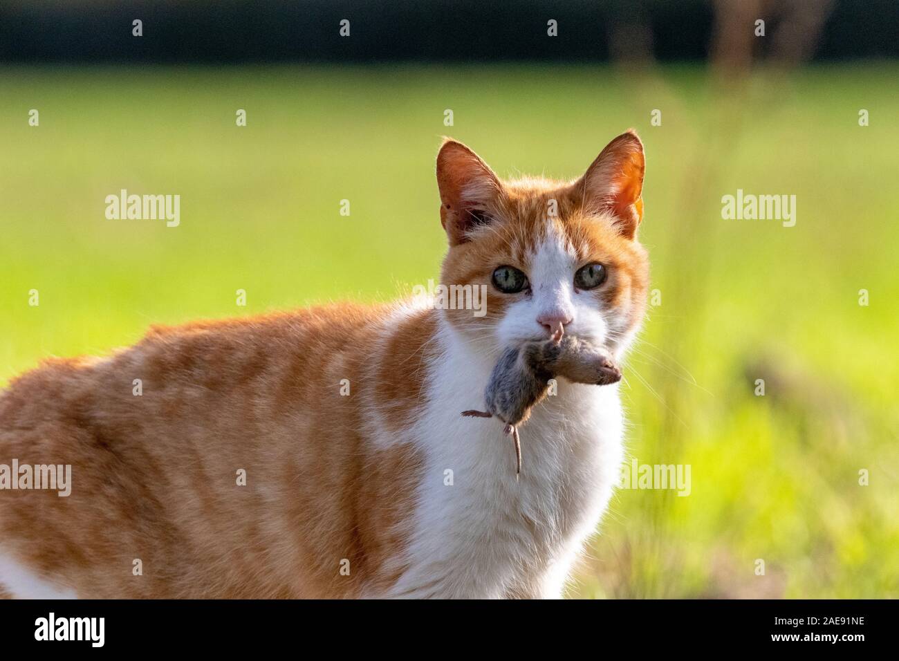 Feral cat holding rodent prey in mouth Stock Photo