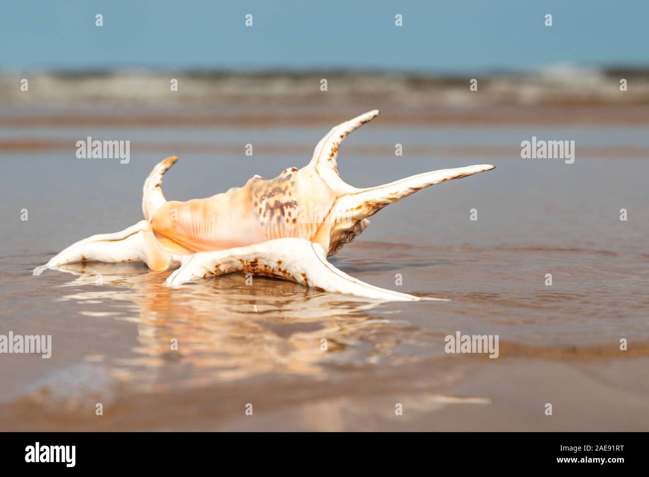 Large spider conch seashell on wet sand on the beach. Sea waves rolling on clean sandy beach of tropical ocean coast. The beach holiday is the ideal o Stock Photo