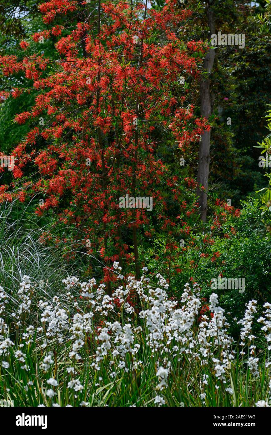 Embothrium coccineum,Chilean firetree,Chilean firebush,orange,flower,flowers,flowering,tree,shrub,evergreen,garden,exotic,RM Floral Stock Photo
