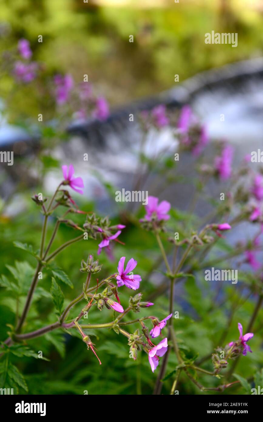 geranium palmatum,pink magenta flowers,flowering,herbaceous perennial,Canary island,geraniums,RM Floral Stock Photo