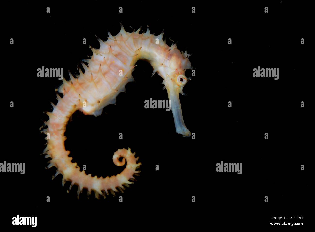 Thorny seahorse, Hippocampus histrix, Pemuteran, Bali, Indonesia Stock Photo