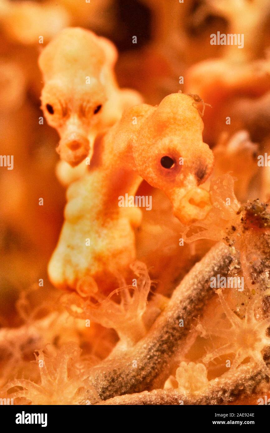 Pygmy seahorse, Hippocmpus denise, Tulamben, Indonesia. The tiny Denise seahorse is among the smallest seahorses in the world. Their size and ability Stock Photo