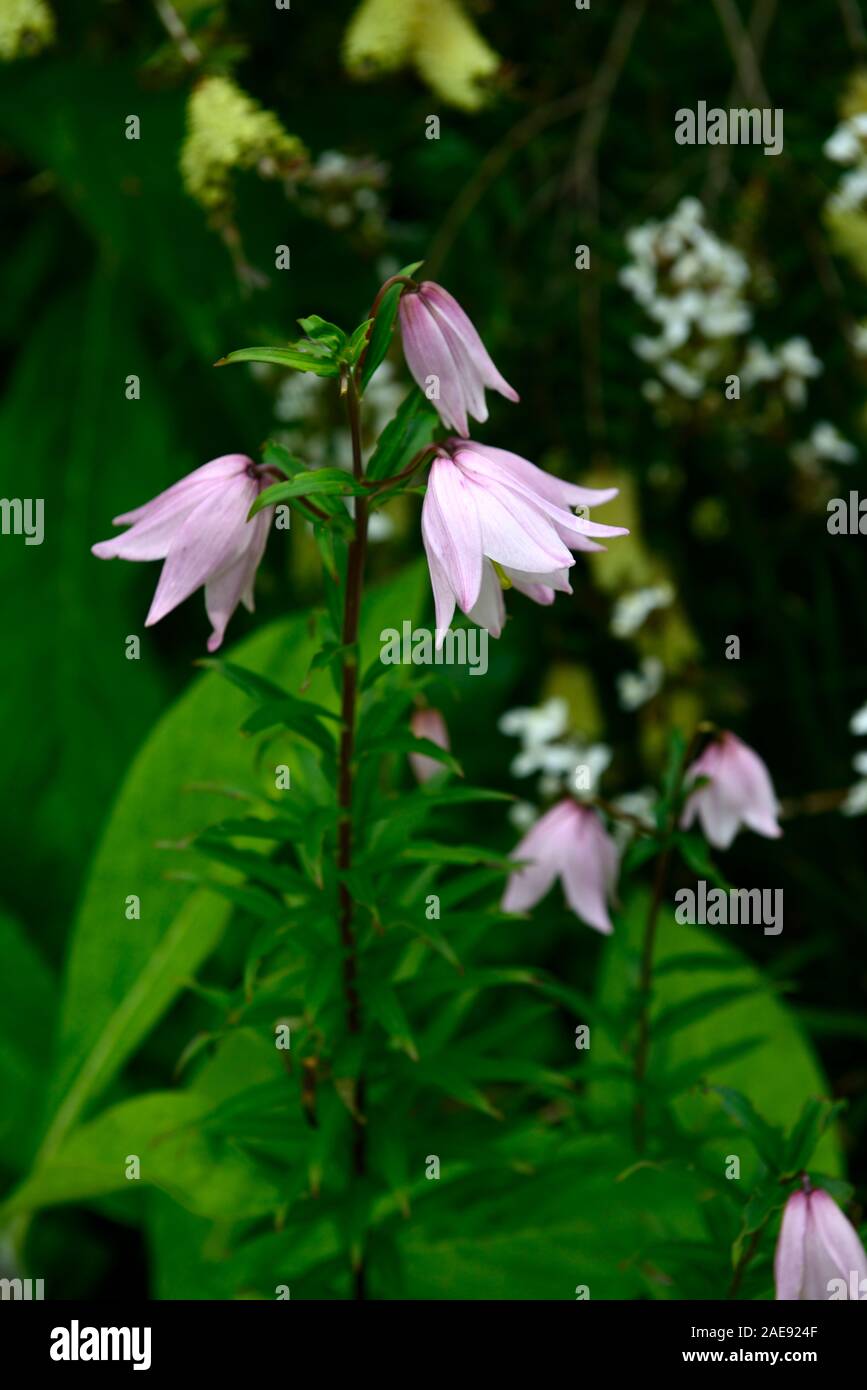 lilium mackliniae,Shirui,Siroi,lily,white,pink,species,lilies,flowers