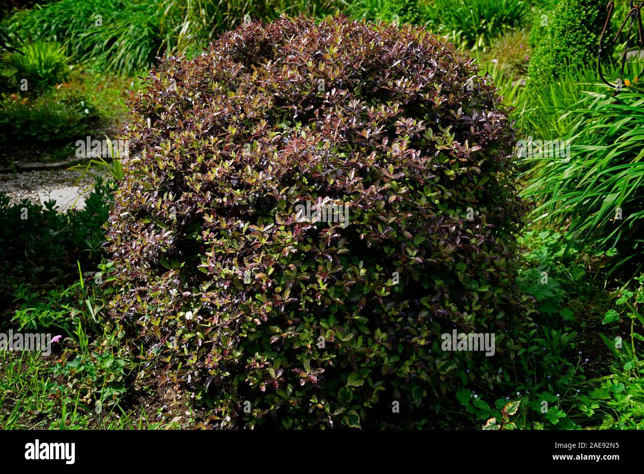 pittosporum tenuifolium tom thumb,green purple black foliage,leaves,evergreens,shrub,round,dome,domed,rounded shape,RM Floral Stock Photo