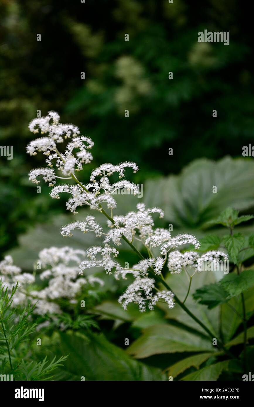 rodgersia pinnata,white flower,flowers,flowering,spike,shade,shady,shaded,garden,RM Floral Stock Photo