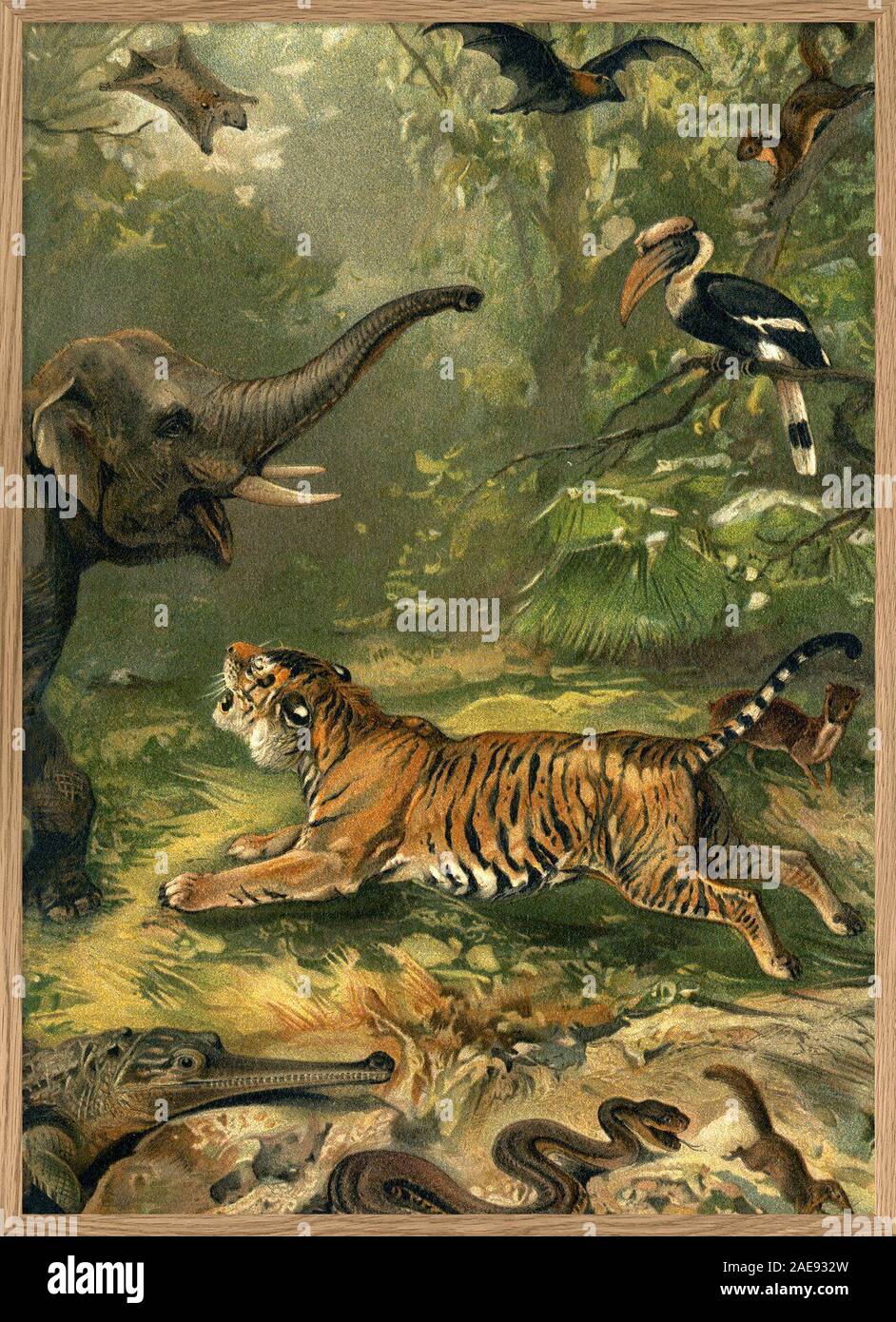 vintage natural history illustration Stock Photo - Alamy