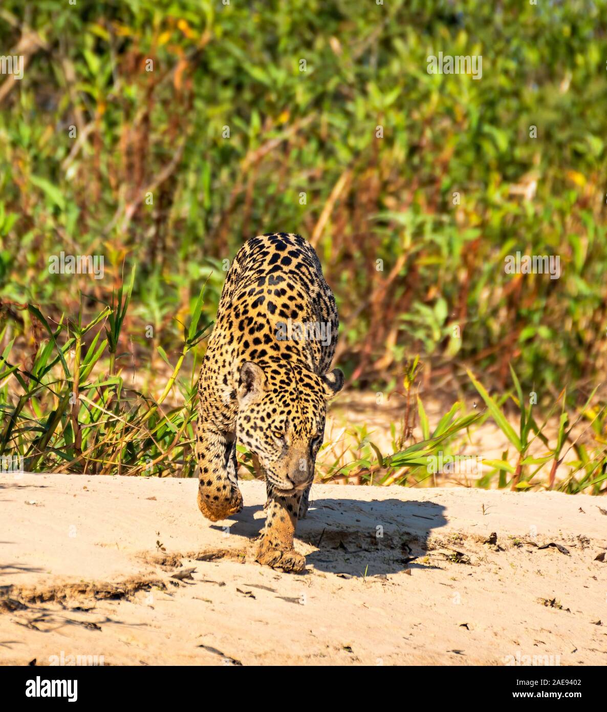 Walking Jaguar #14 Stock Photo