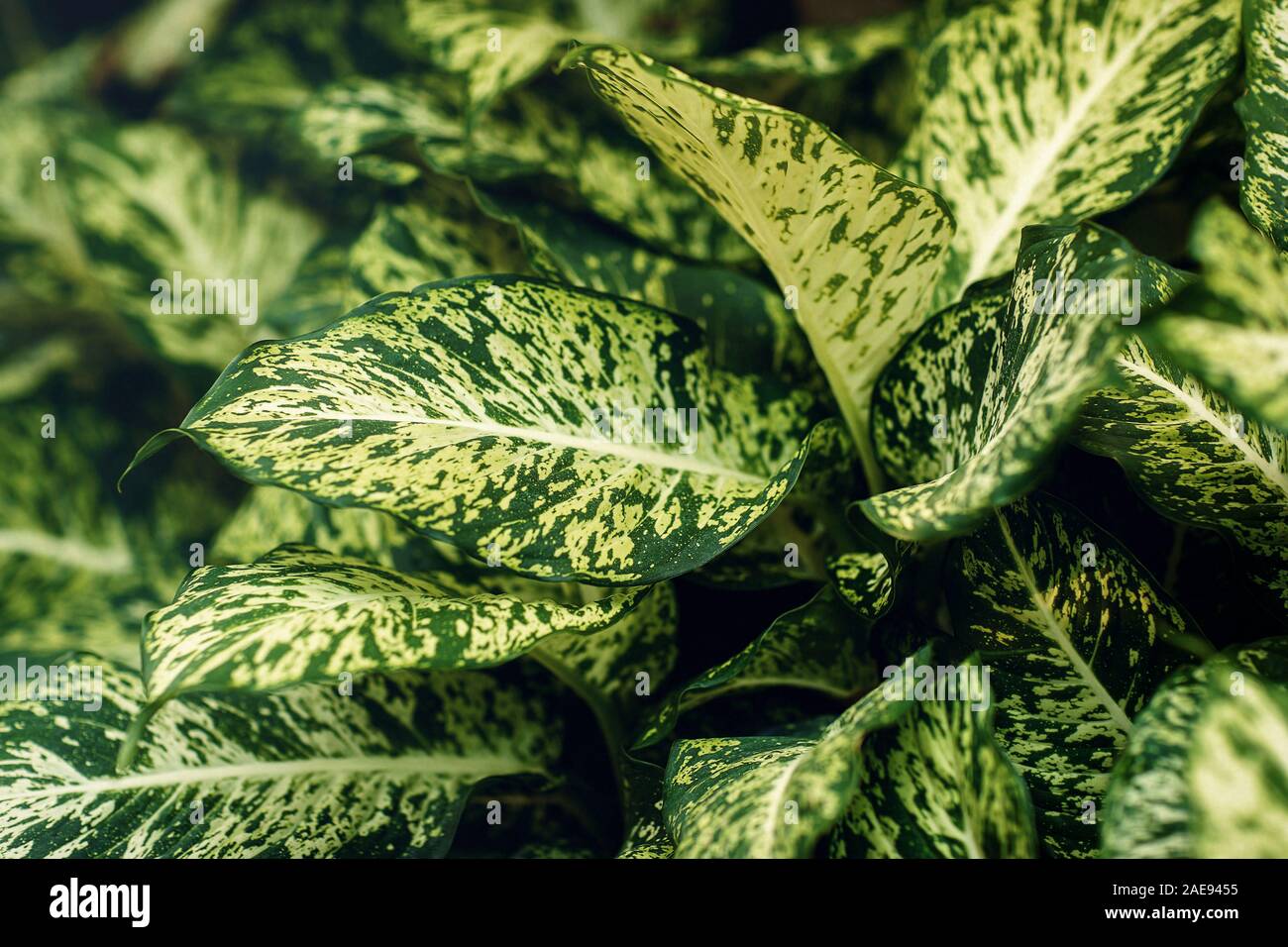 green and white leaf background, plant Dieffenbachia. Stock Photo