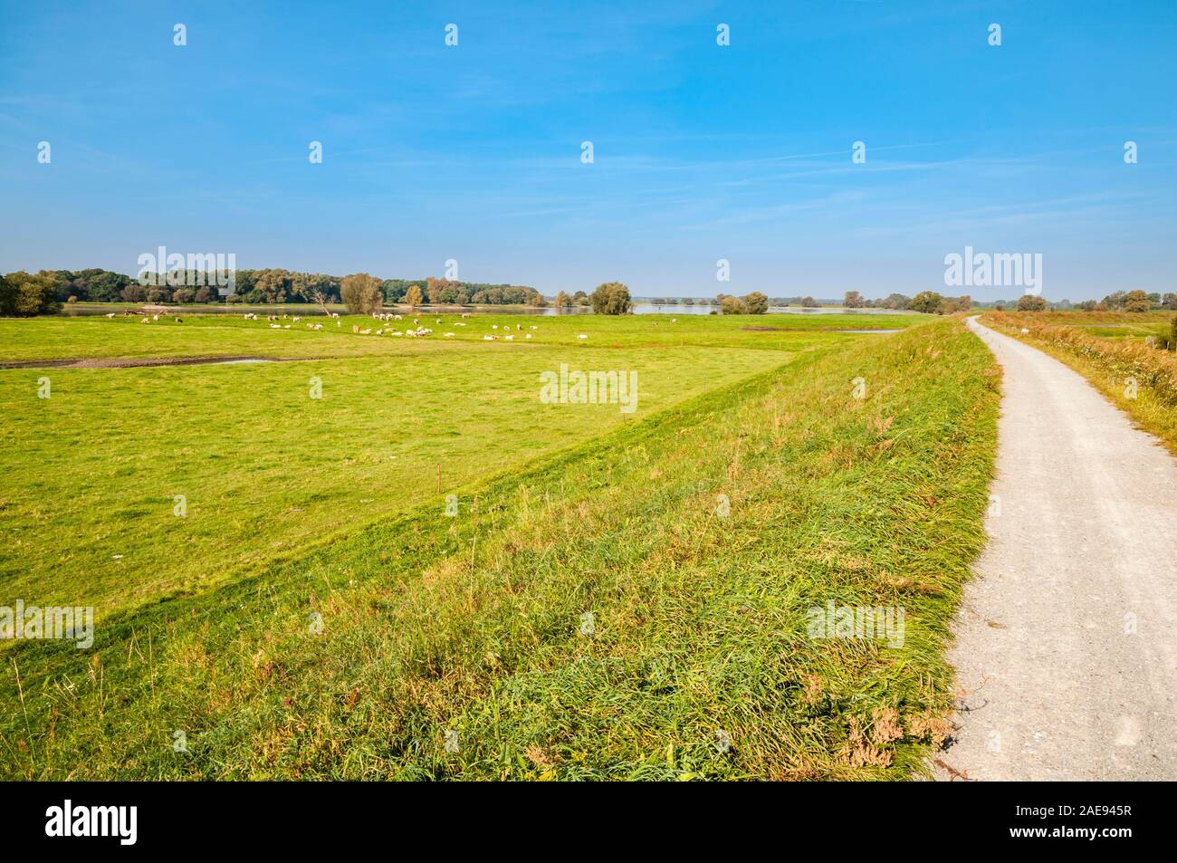 Elbe Cycle Route, east bank of the Elbe River, floodplain between Wittenberg and Lenzen, Brandenburg, Germany, Europe Stock Photo