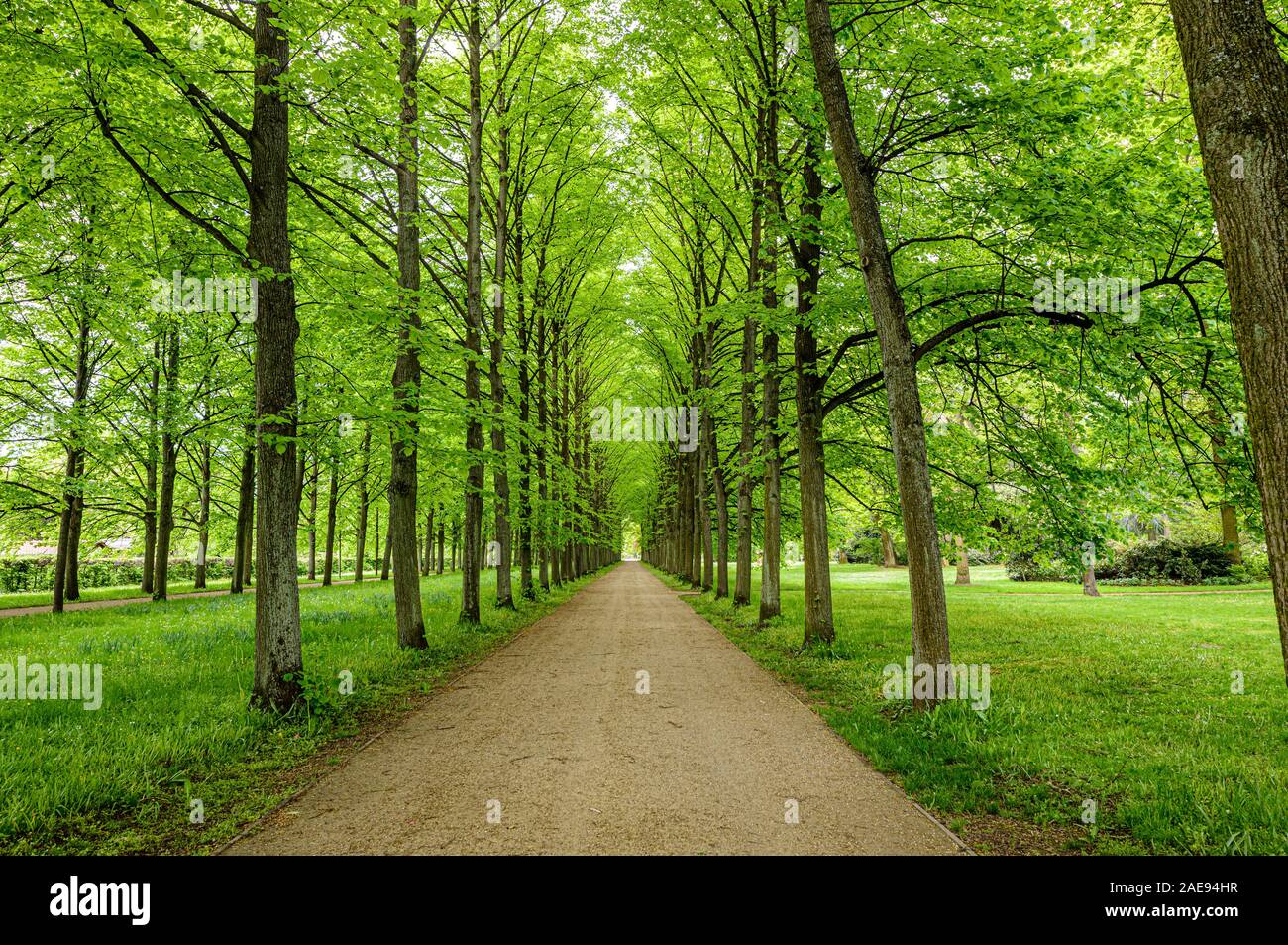 Avenue of lime trees, French Garden, early spring, historic center, Celle, Lower Saxony, Germany, Stock Photo