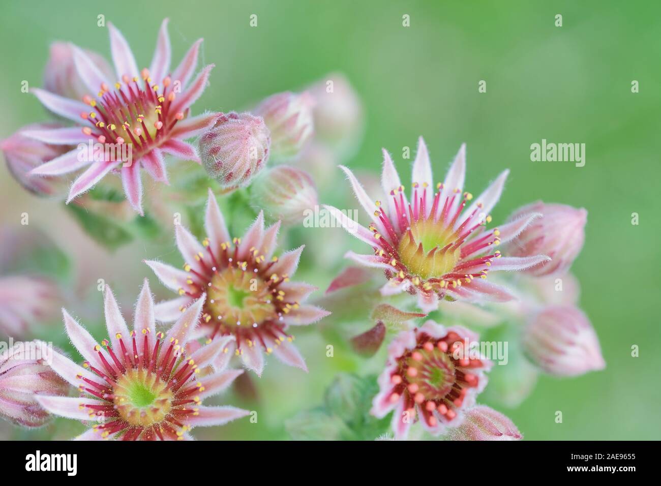 bright macro photo of red blooming sempervivum succulent Stock Photo