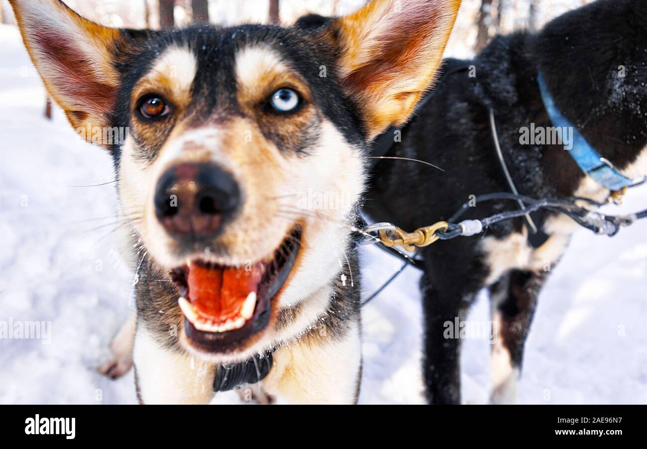 Husky dogs in sled at Lapland Finland reflex Stock Photo - Alamy