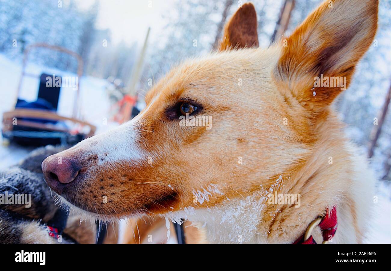 Husky dog in its sledge Lapland Finland reflex Stock Photo - Alamy