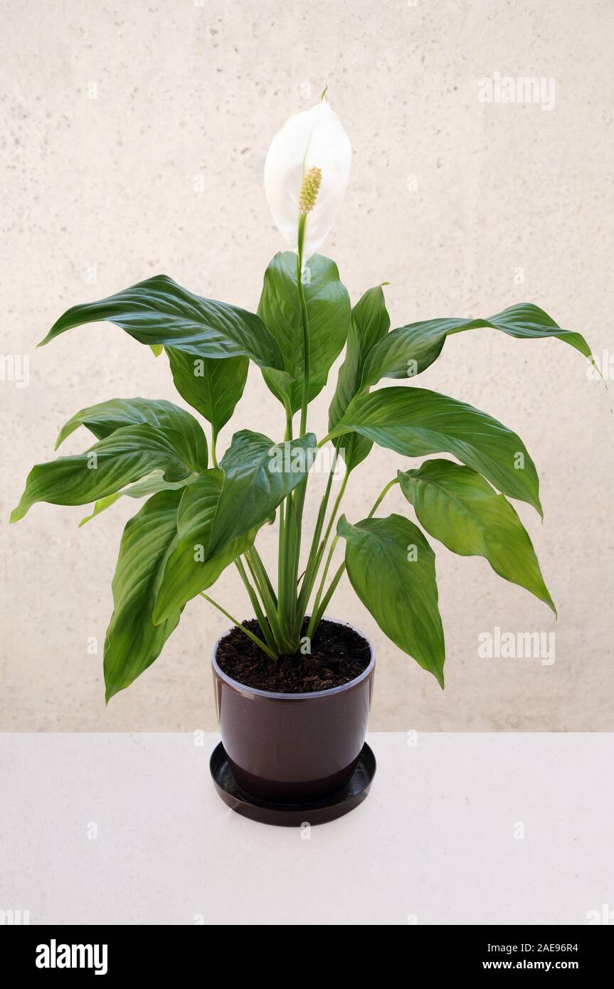 Spathiphyllum flower with a blooming bud in pot in studio on a white background. Female happiness Stock Photo