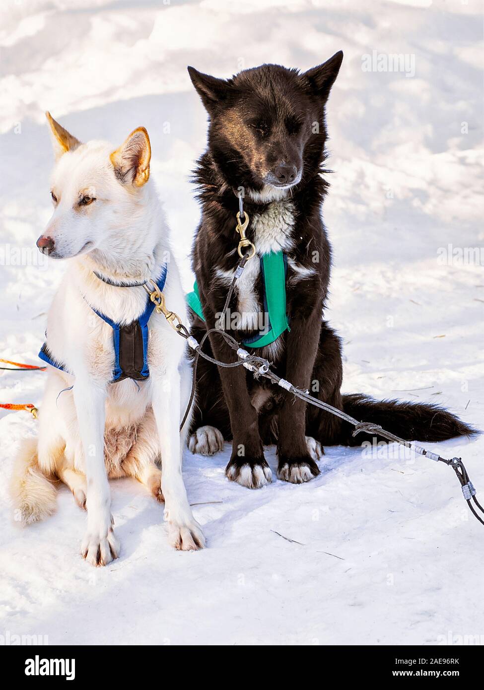 Husky dogs in sledge at Lapland Finland reflex Stock Photo - Alamy