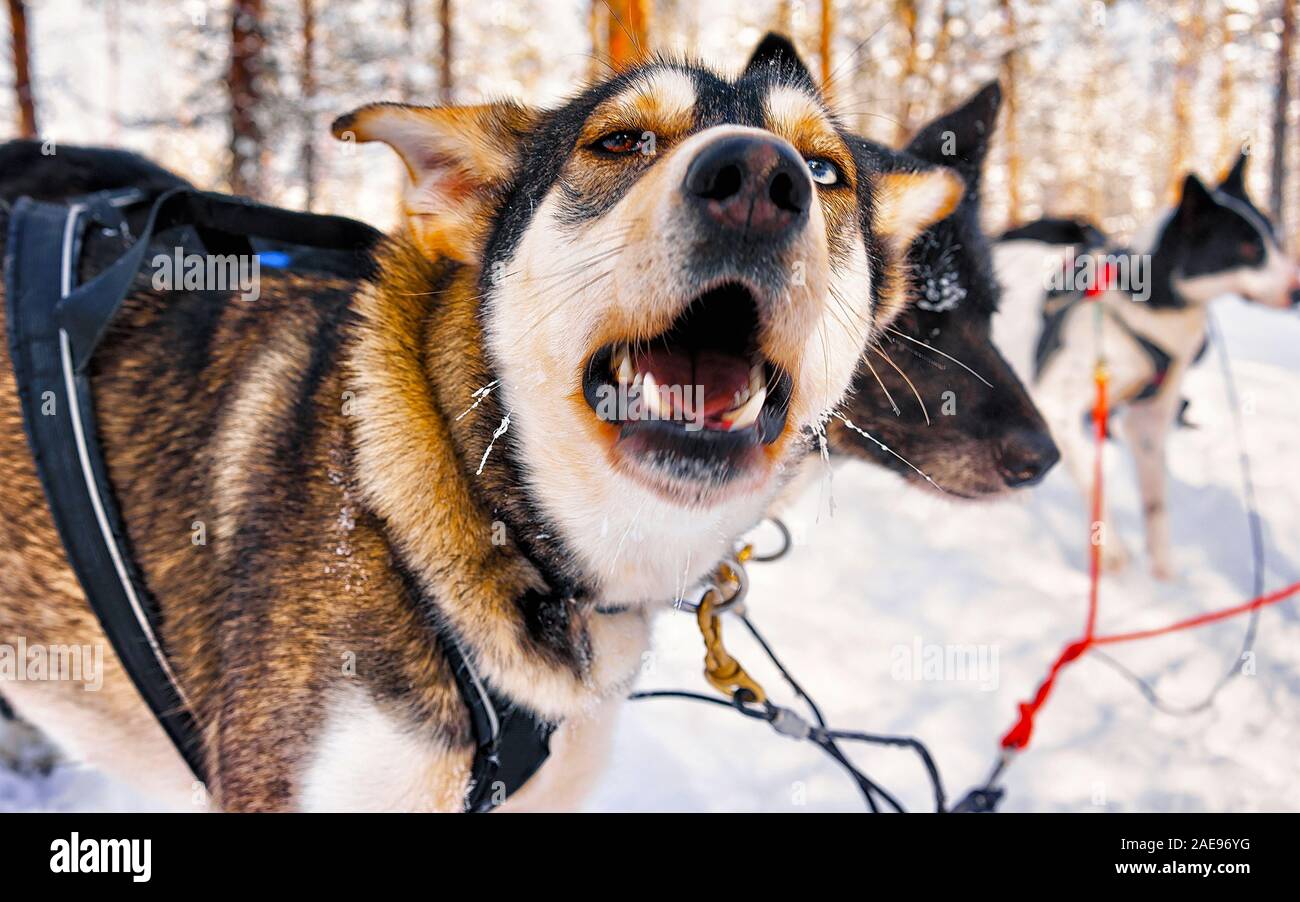 Husky dogs in sleigh at Lapland Finland reflex Stock Photo - Alamy