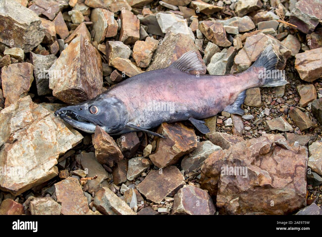 Kokanee salmon hires stock photography and images Alamy