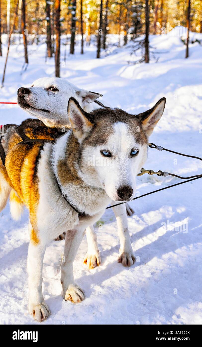 Husky dogs in sleigh in Lapland Finland reflex Stock Photo - Alamy