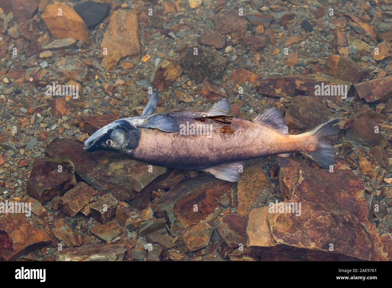 A deceased kokanee salmon floats in the very shallow water in north Idaho  after spawning Stock Photo - Alamy