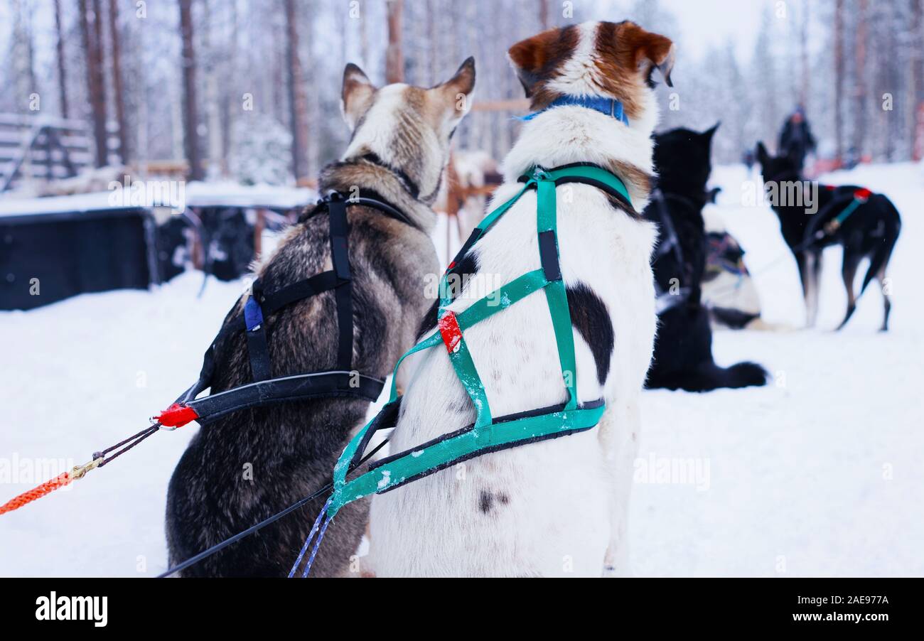 Husky dogs in sledge relaxing at Lapland Finland reflex Stock Photo - Alamy