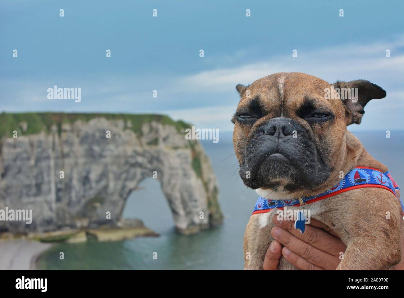Unhappy French Bulldog dog held up in front of tourist attraction chalk cliffs 'L'Aiguille d'Étretat' in Etretat in Normandy France on rainy day Stock Photo