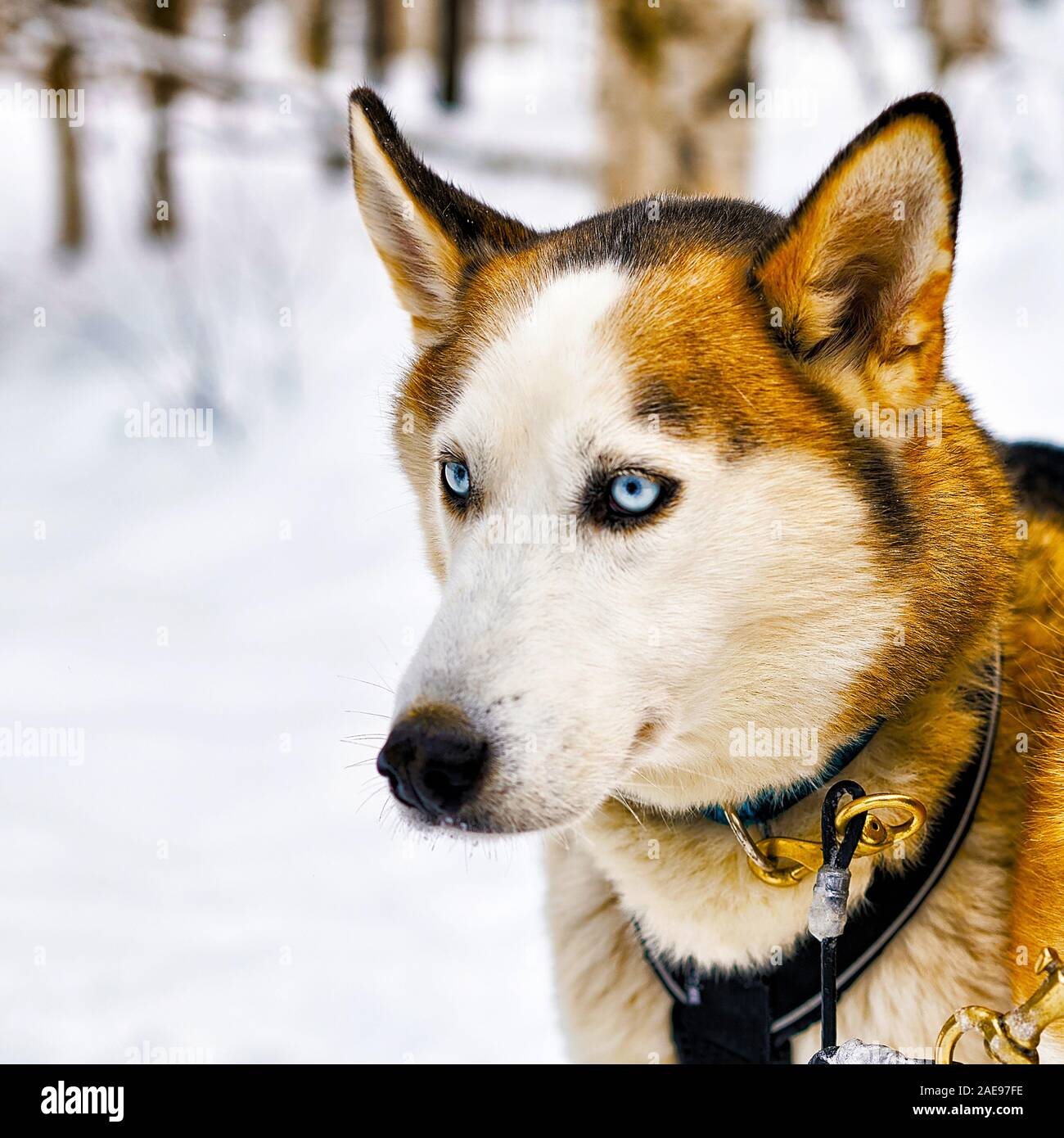 Husky dog in sledge in Lapland Finland reflex Stock Photo - Alamy