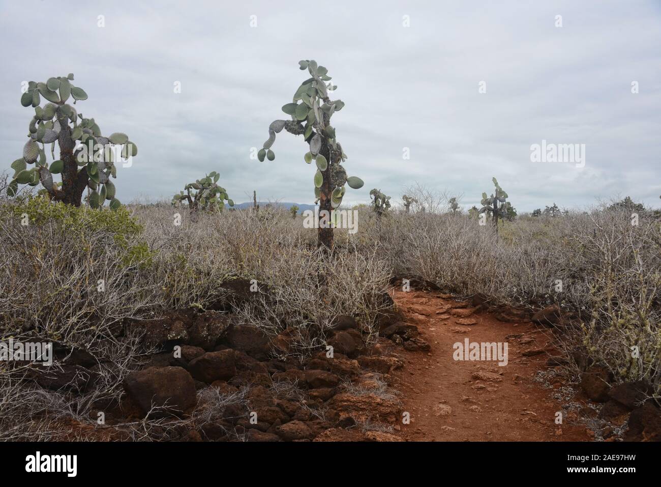 Opuntia cactus, Isla Santa Cruz, Galapagos Islands, Ecuador Stock Photo