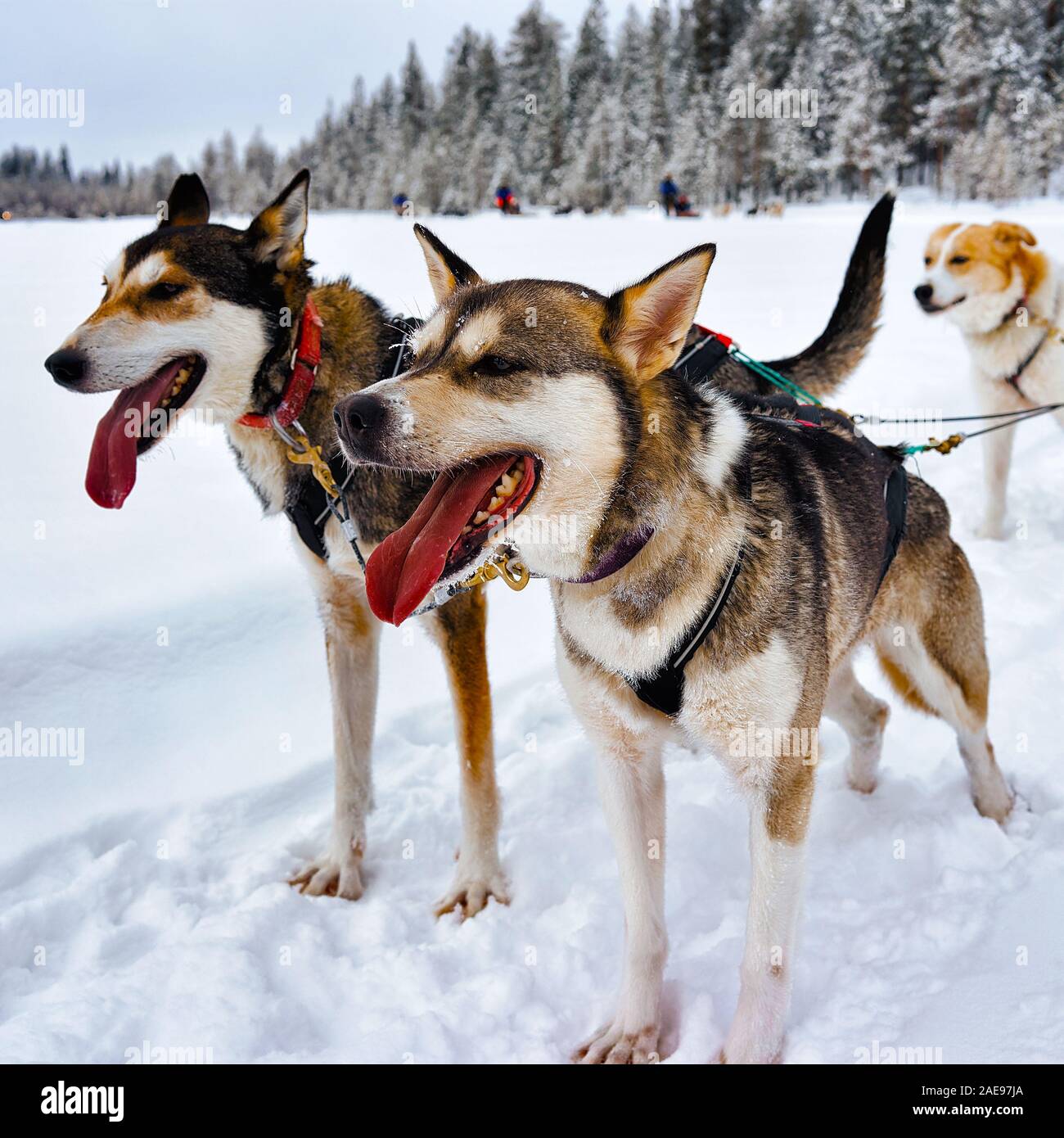 Husky dogs in sledding in Lapland Finland reflex Stock Photo - Alamy