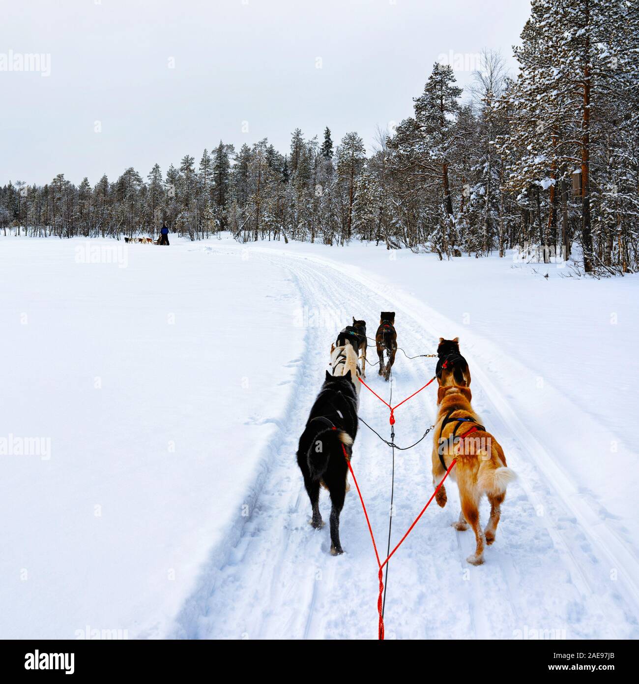 Husky sledge Lapland in Finland with reflex Stock Photo - Alamy
